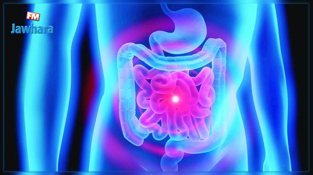 Un intestin humain recréé à partir de cellules souches