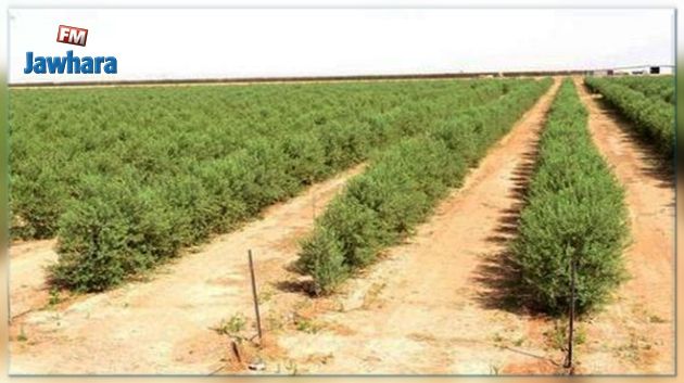 Siliana : l’Etat reprend le contrôle de 3 fermes