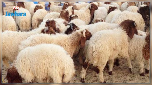 Tataouine : Saisie de 580 moutons de contrebande