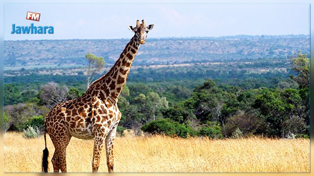 La girafe désormais sur la liste des espèces menacées