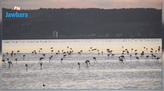 Le lac d'Ichkeul placé en quarantaine