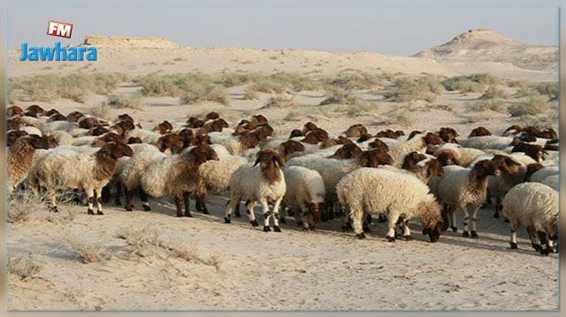 Mise en échec d'une opération de contrebande à Tataouine