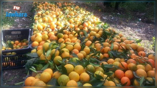 Tajerouine: Saisie de 5000 kg d'orange destinés à l'exportation illicite vers l'Algérie