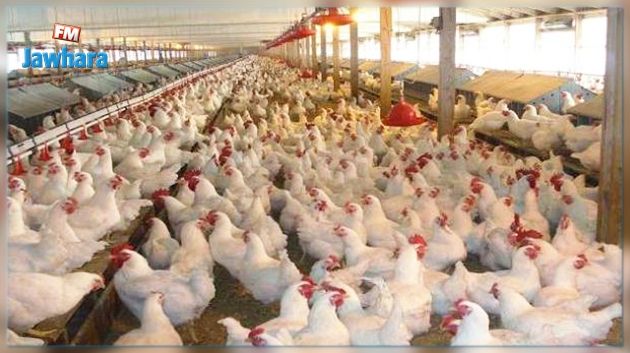 L'Arabie Saoudite interdit l'importation des volailles de la Tunisie: Le ministère de l'agriculture réplique