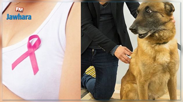 Les chiens pourraient dépister le cancer du sein? Voici les détails