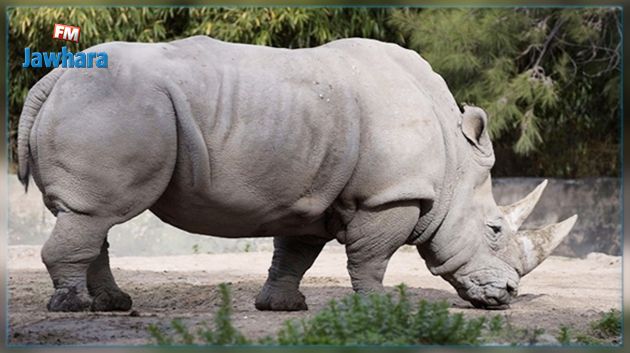 France : Un rhinocéros abattu et sa corne volée dans un zoo