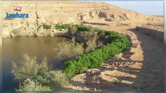 Tozeur : Le Parc national de Dghoumès classé au 2e rang mondial pour sa biodiversité saharienne