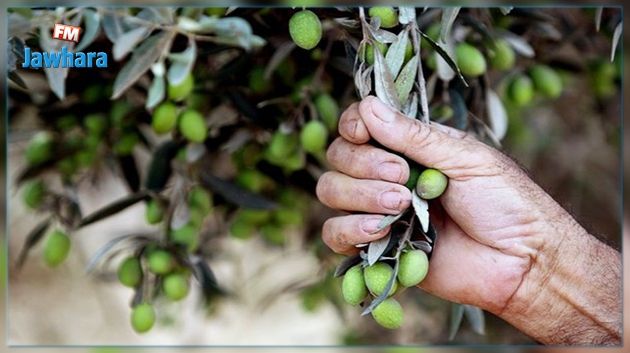 Plantation des oliviers : Un prêt de la Banque mondiale pour soutenir des projets privés
