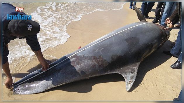 Nabeul : Un dauphin échoue sur la plage de Sidi Mahresi