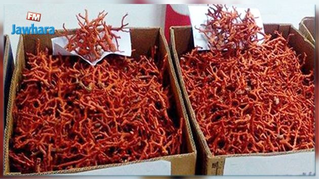 Arrestation de 5 individus et saisie de 80 kilos de corail