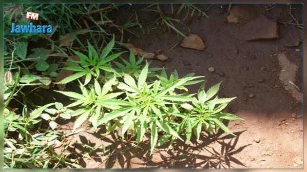 Menzel Temime : 20 plantes de marijuana saisies dans une ferme