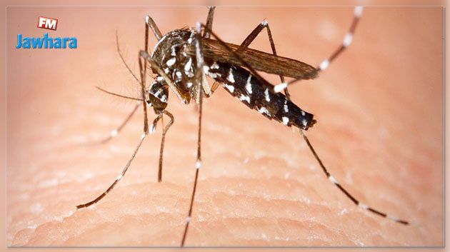 Virus Zika : L'OMS confirme les premiers cas en Inde