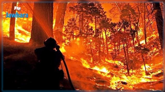 165 incendies de forêts ravagent 456 hectares depuis début juin