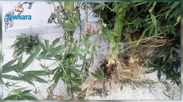 Mahdia : Un homme fait pousser de la Marijuana à son domicile 