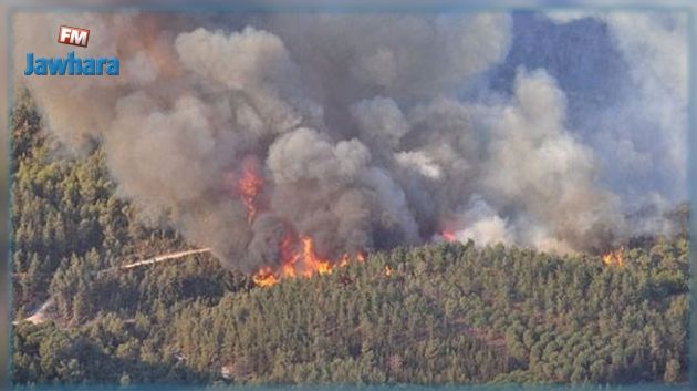 Incendies à Jendouba : Le point sur la situation