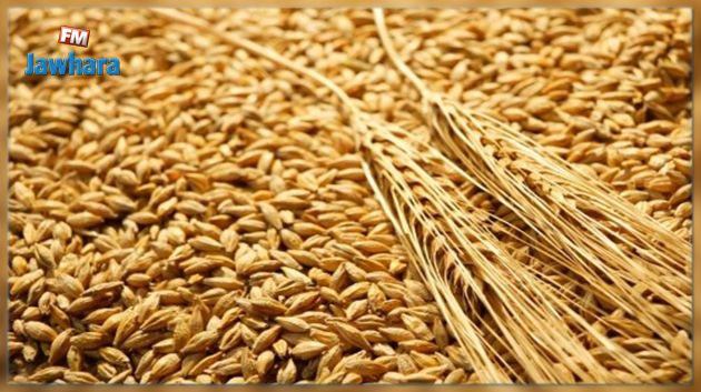 Plus de 70 mille quintaux de céréales récoltés à Sidi Bouzid 