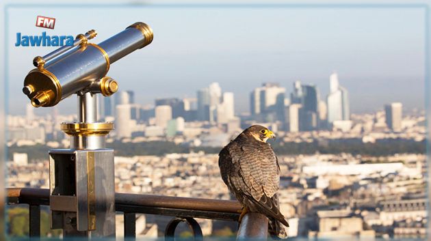 Insolite : Une mairie de Paris recrute des rapaces