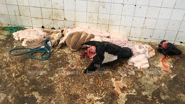 Situation catastrophique dans l'abattoir municipal de Djerba