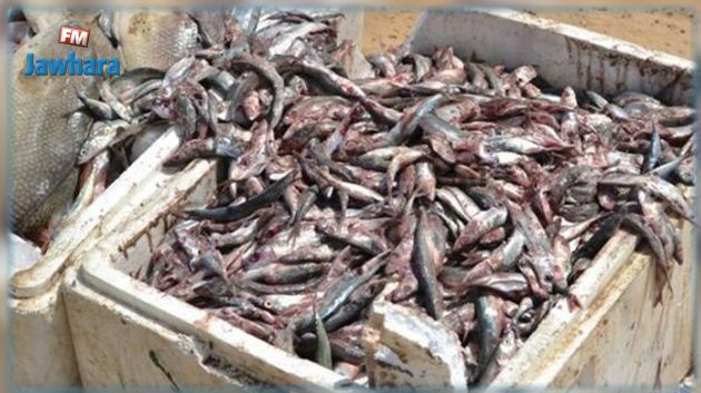 Hammamet : Saisie de 1400 kg de poissons périmés