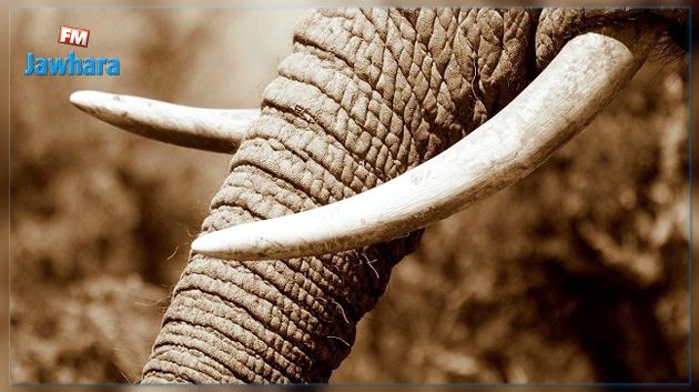 Trafic d'ivoire : Des défenses d'éléphant saisies à Sfax