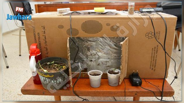 Arrestation de deux hommes en possession de plants de Marijuana 
