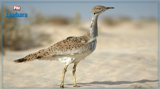 Chasse illégale de l’outarde : 2 Emiratis, 2 Pakistanais et 1 Bengalais interpellés