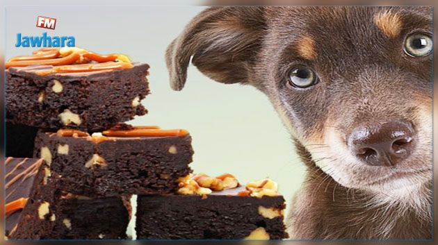 Fêtes de fin d'année : Les dangers du chocolat pour le chien