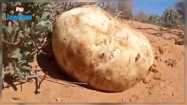 Fermeture du parc Sidi Toui après une ruée sur les truffes