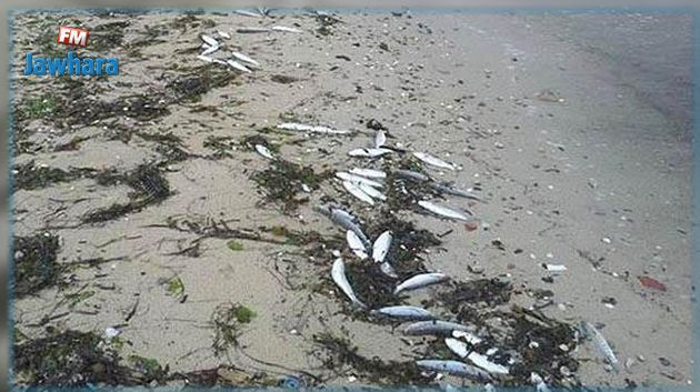 La mort des poissons à Gabes est due à la présence de fortes quantités d’algues vénéneuses en mer