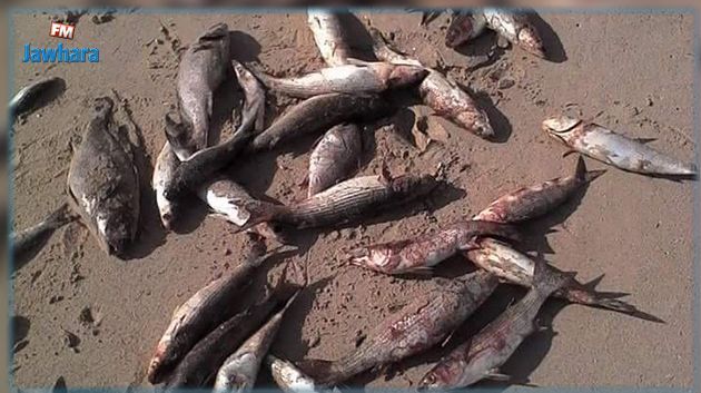 Des poissons morts au Golfe de Gabès : Chahed et deux ministres visés par une plainte