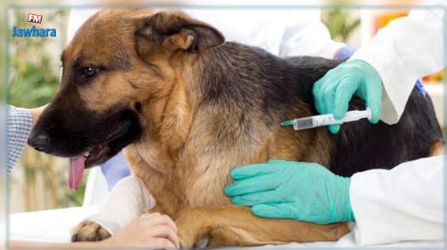 A partir du 1er janvier : Coup d'envoi de la campagne nationale de vaccination contre la rage