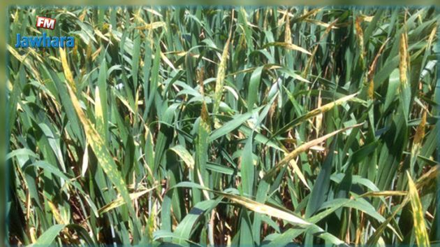 Appel pour le contrôle des fermes d'avoine après l’apparition de la maladie « Puccinia coronata »