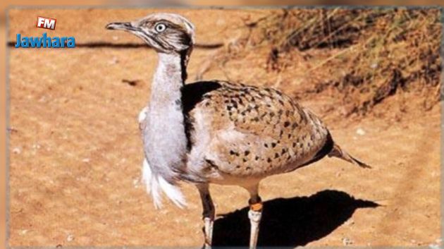 Le ministre de l'Agriculture reconnaît la chasse de l'outarde dans le désert tunisien