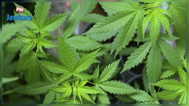 L’expérimentation du cannabis thérapeutique officiellement autorisée en France