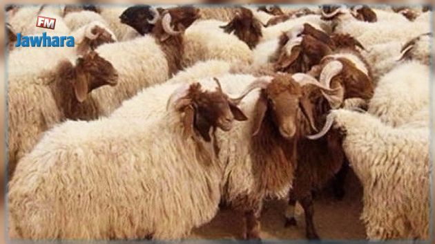 UTAP : Les prix de vente des moutons de l'Aïd fixés