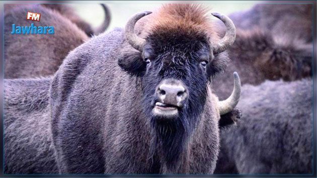 France : Vingt bisons échappés de leur élevage ont été abattus