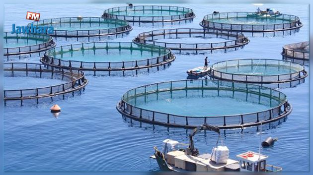 Lancement a Kélibia du projet d’appui à la gestion durable des ressources halieutiques et aquacoles
