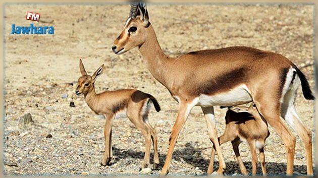 Jbel Essarj : Un premier troupeau de 33 gazelles de l’Atlas, va être lâché dans la nature