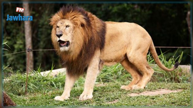 Un lion s'échappe du parc zoologique du Belvédère: Mise au point de la Municipalité de Tunis