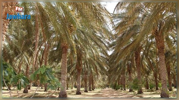 Le palmier dattier inscrit sur la liste représentative du patrimoine culturel immatériel de l’Humanité