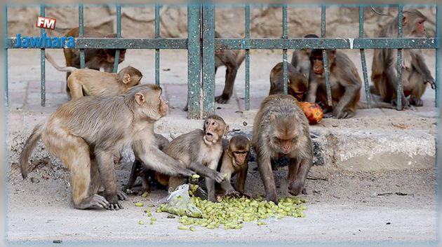 INSOLITE - Inde : Des singes s'emparent d'échantillons de test sanguins pour le Covid-19