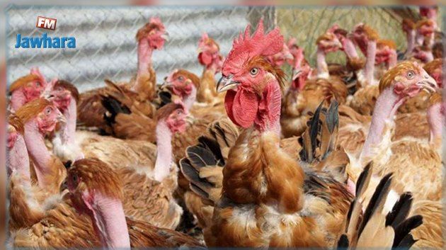 Risque d'épidémie de grippe aviaire en Europe