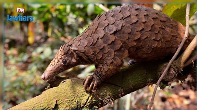 Le 20 février c’est la journée mondiale du pangolin !