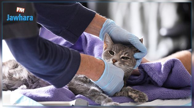 Covid-19 : Homologation en Russie du premier vaccin pour animaux