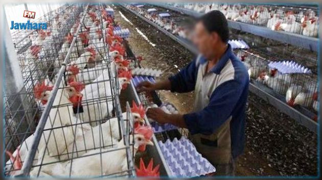 Les aviculteurs appellent à la restructuration du secteur face à la hausse du coût de la production