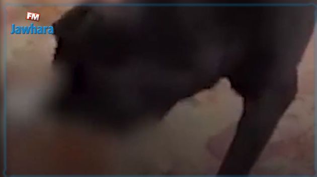 Au Maroc, appels à poursuivre une femme ayant fait tuer un chaton