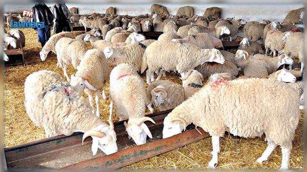 Augmentation de quota de l’orge fourragère destiné aux éleveurs de bétail à partir de cette semaine