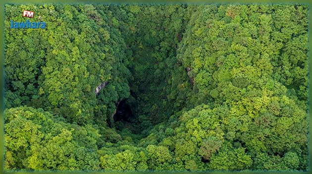 Un mystérieux trou découvert en Chine révèle une forêt primitive