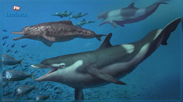 Des espèces de dauphins vivant il y a 20 millions d'années identifiées en Suisse