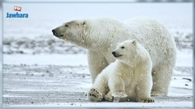 Une nouvelle population d’ours polaires découverte au Groenland